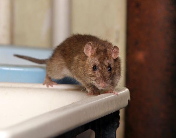 Mouse Infestation Treatment