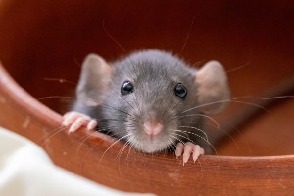 Mouse Eradication