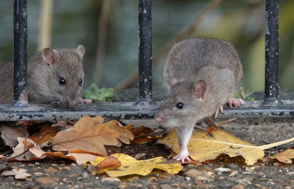 Mouse Infestation Control