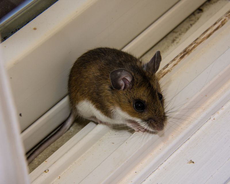 Mouse Infestation Treatment