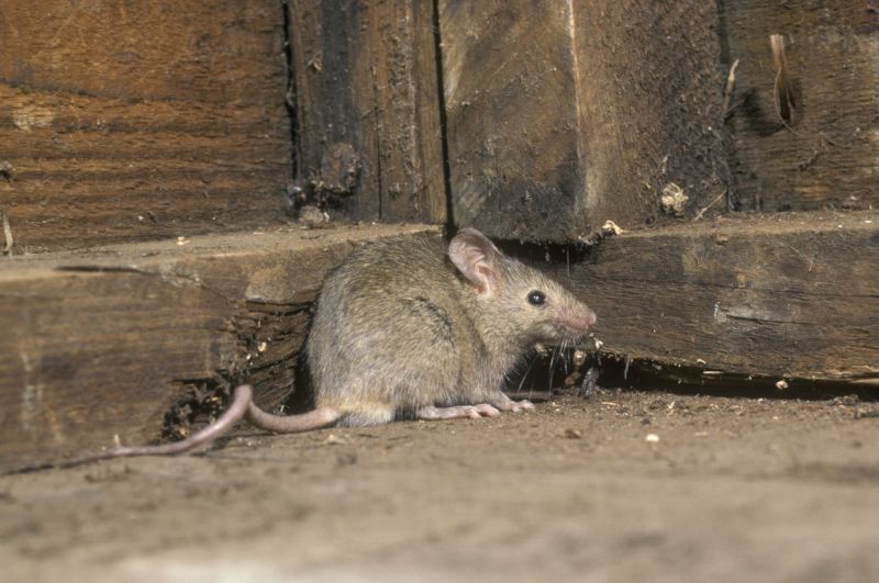 Mouse Infestation Treatment