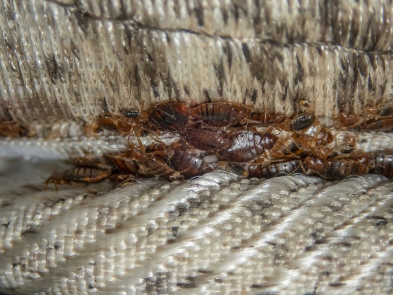 Bed Bug Evidence