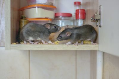 Mouse Infestation Treatment