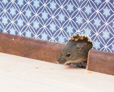 Mouse Infestation Treatment
