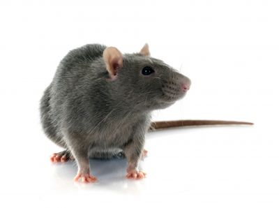 Why Professional Rodent Pest Control Is More Effective Than Diy Methods